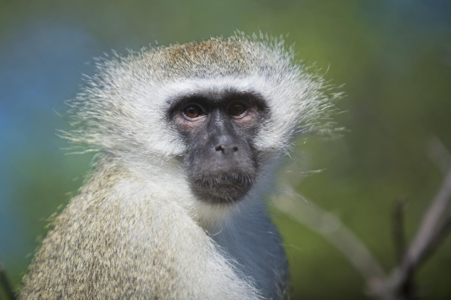 HOOFit Vervet Monkey Stop Columbus Zoo and Aquarium